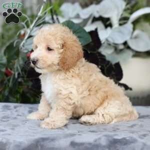 Cody, Bich-Poo Puppy
